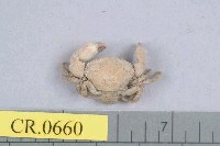 藏品(牧氏毛粒蟹)的圖片